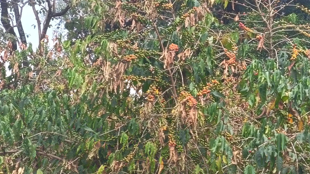 UmerYM's tweet photo. El Niño and Ethiopia’s Green Gold
Photos from the lower escarpment of the Harenna Forest in Bale, Ethiopia, show coffee Arabica trees under visible moisture stress following a prolonged dry spell. With rainfall largely absent since late July and the expected August - September rains failing to arrive, immature coffee beans appear to be ripening prematurely and dropping before reaching full maturity—a potential warning sign for coffee yield and quality if dry conditions persist.
Coffee is Ethiopia’s green gold—supporting millions of livelihoods and playing a critical role in the country’s economy and export earnings. The consequences of climate stress therefore extend far beyond the coffee tree: from household incomes and rural livelihoods, national economic resilience, and the global coffee market.
The good news is that coffee growing deeper within the main forest appears more resilient, likely benefiting from the forest’s cooler, more humid microclimate and greater moisture retention. This striking contrast highlights the protective role of intact forest ecosystems in buffering climate extremes.
What we see in the Harenna Forest is a local signal of a much bigger global challenge: when climate extremes intensify, the health of forests becomes inseparable from the resilience of people, economies, and global food and commodity systems.
#ElNino #Ethiopia #GreenGold #Coffee #HarennaForest #Bale #ClimateChange #ClimateResilience #ForestConservation #CoffeeFarmers