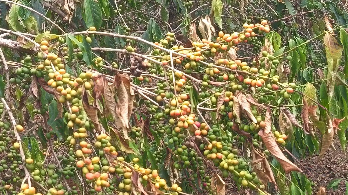 UmerYM's tweet photo. El Niño and Ethiopia’s Green Gold
Photos from the lower escarpment of the Harenna Forest in Bale, Ethiopia, show coffee Arabica trees under visible moisture stress following a prolonged dry spell. With rainfall largely absent since late July and the expected August - September rains failing to arrive, immature coffee beans appear to be ripening prematurely and dropping before reaching full maturity—a potential warning sign for coffee yield and quality if dry conditions persist.
Coffee is Ethiopia’s green gold—supporting millions of livelihoods and playing a critical role in the country’s economy and export earnings. The consequences of climate stress therefore extend far beyond the coffee tree: from household incomes and rural livelihoods, national economic resilience, and the global coffee market.
The good news is that coffee growing deeper within the main forest appears more resilient, likely benefiting from the forest’s cooler, more humid microclimate and greater moisture retention. This striking contrast highlights the protective role of intact forest ecosystems in buffering climate extremes.
What we see in the Harenna Forest is a local signal of a much bigger global challenge: when climate extremes intensify, the health of forests becomes inseparable from the resilience of people, economies, and global food and commodity systems.
#ElNino #Ethiopia #GreenGold #Coffee #HarennaForest #Bale #ClimateChange #ClimateResilience #ForestConservation #CoffeeFarmers