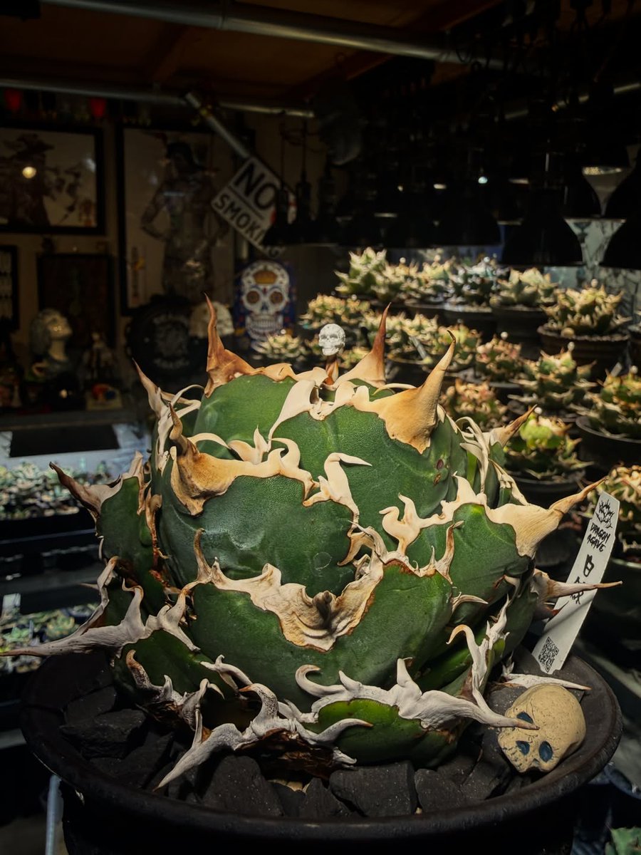 Jacqueline6bb's tweet photo. Dragon Agave 白鯨

Though our paths have parted, I’m sure we’ll cross paths again someday. Even though we’re walking separate paths now, I believe we’ll meet again someday. https://t.co/uIVFpbfp17