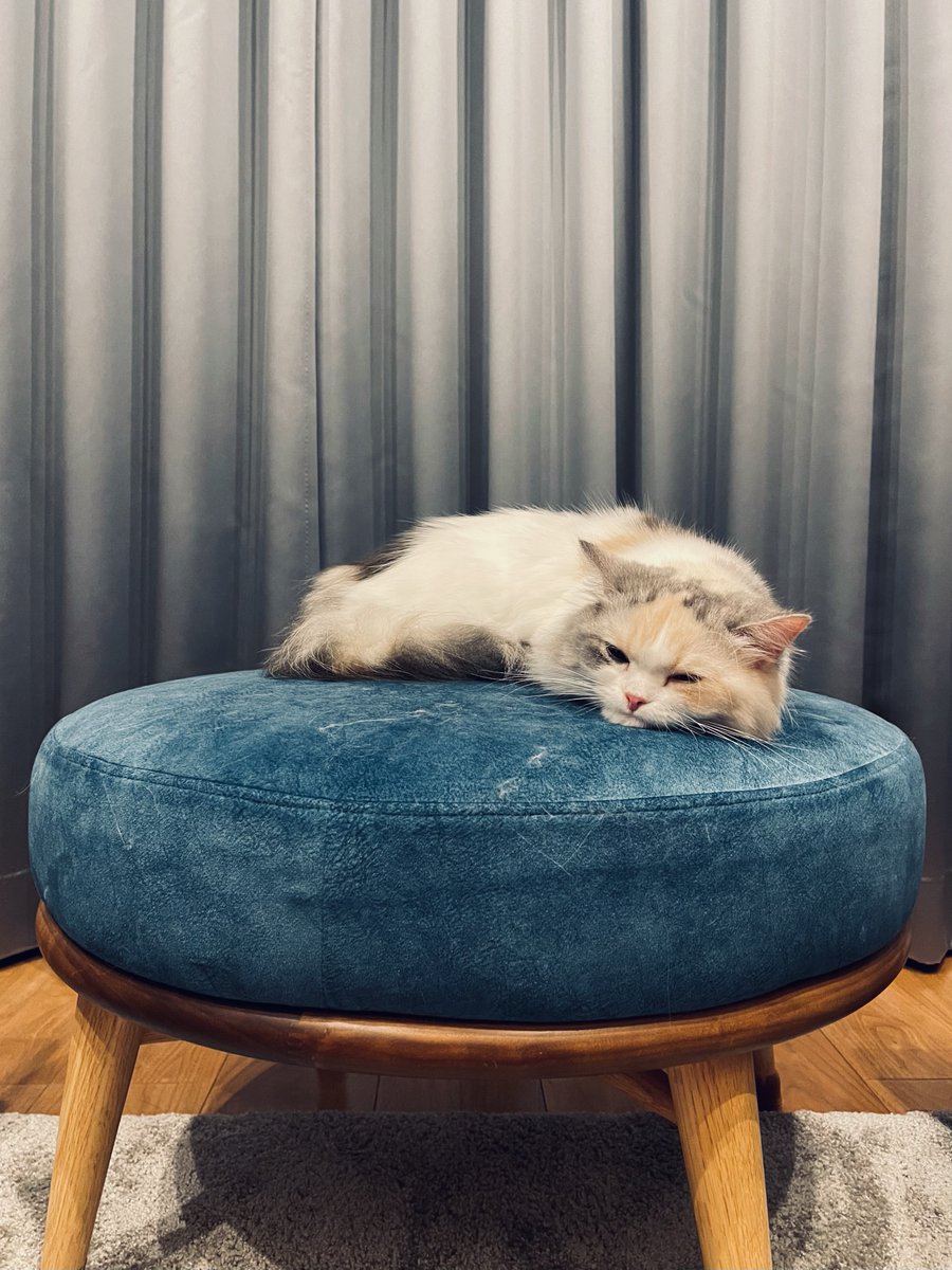 M_JPN's tweet photo. 遊び疲れたとのこと🐱 https://t.co/kAIBdEDyLO