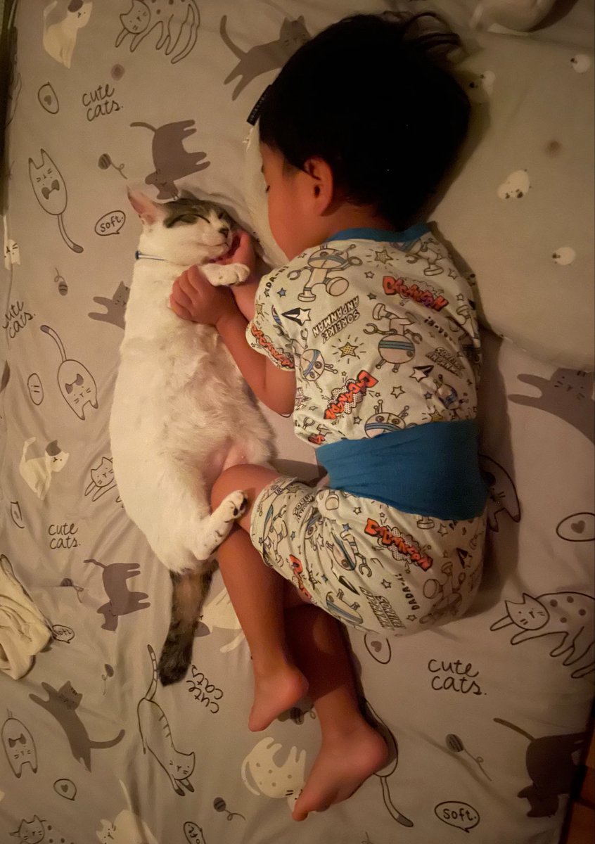 R453374510's tweet photo. 思わず拝みたくなる
四歳児と弟猫の尊い寝姿 https://t.co/tB2qZs4hyE