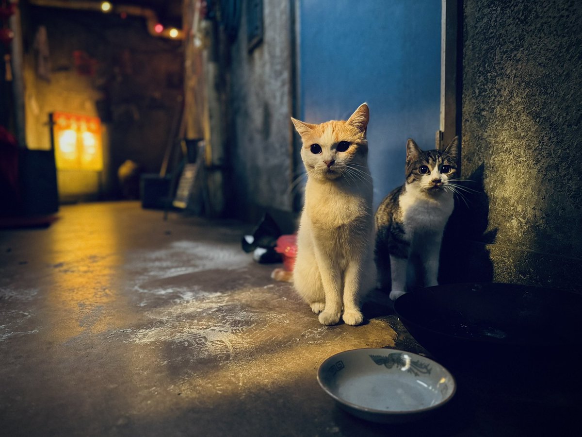 ist_yohei's tweet photo. 北京の"6番"集合場所には猫ちゃんが登場。
部屋の中はスタジオ、野崎が入る建物外観はタイで撮影。スタジオはタレント猫さんを呼び、たまたまロケ先でもタイの猫さんが見学してたのでタイミングを狙って撮影しエキストラ参加してもらうことに🎥こうして猫に愛された"6番"が完成👍
#VIVANT #VIVANTep16 https://t.co/s3RIzhkezH
