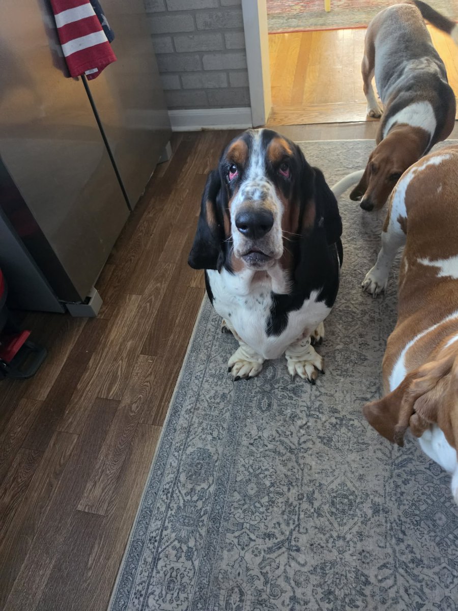Truckin_Bassets's tweet photo. It's my Walter checking in https://t.co/UoAmIZqAcs