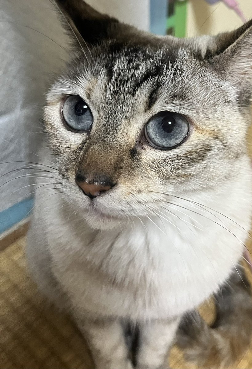 R3i2n8's tweet photo. ビー玉見たいにキレイな目✨
可愛いーなぁ🥰
甘えん坊の末っ子🤗ᩚ

 #ここん
 #猫好き
 #可愛い https://t.co/ZLJFNzj4fs
