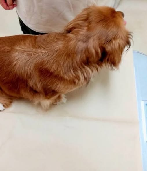 280922michi_12's tweet photo. 飼い主に「＃いらない」と ＃置き去りにされた子。
＃ダックスミックス
体重  6.4キロ
推定6歳くらい
女の子
仮名さくら
健康状態 良好
避妊手術後引渡し
フィラリア検査未、近々。
募集地域は ＃熊本・鹿児島
他県の方、相談にのります。
DMお待ちしています。
https://t.co/FhMfJCoDtS https://t.co/tsoM5u6JWZ