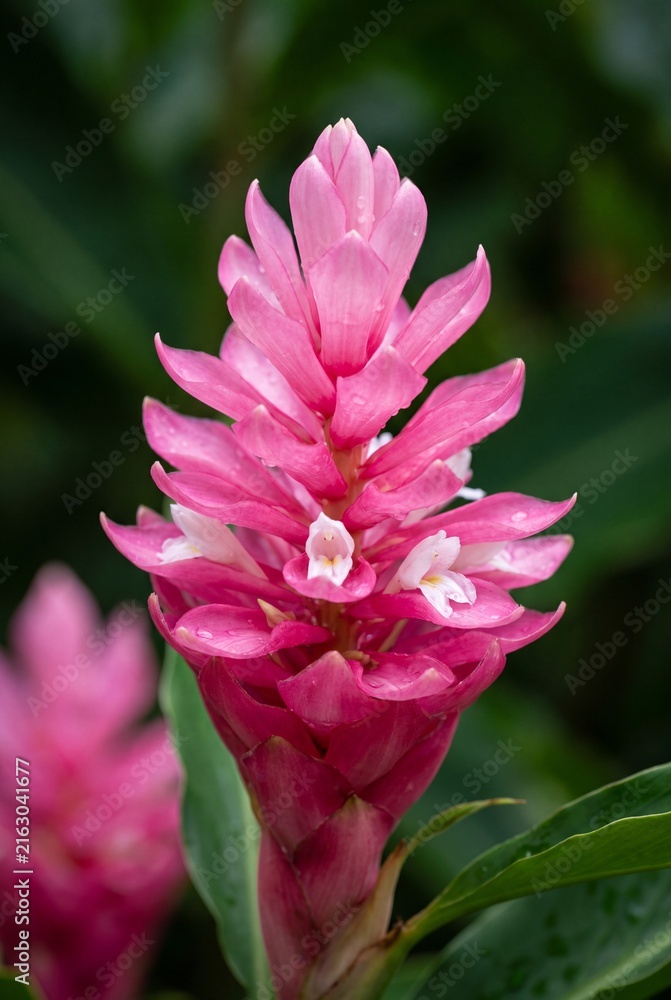 deep_vision27's tweet photo. https://t.co/HDJ4Be0p2Y
Close-up of a vibrant pink tropical ginger lily flower blooming in a lush garden
#pinkgingerlily #alpiniapurpurata #flower #pinkflower #tropical #blossom #bloom #nature #botanical #flora #exotic #hawaiian #closeup #macro #vibrant #petals https://t.co/gD1EECDzac