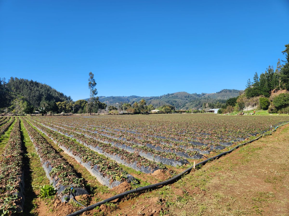 cet_thinkagro's tweet photo. 🤝🏻Visita Técnica Agrícola Kellen
🛣️ Fuimos a Cobquecura para conversar con esta empresa productora de frutillas 🍓
🔹En la oportunidad se efectúo diagnóstico de necesidades tecnológicas🆙.
Agenda tu visita gratuita con nosotros 📧 contacto@thinkagro.cl https://t.co/PVoBWB8L59