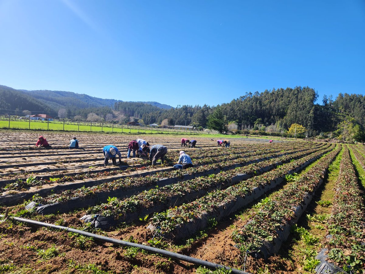 cet_thinkagro's tweet photo. 🤝🏻Visita Técnica Agrícola Kellen
🛣️ Fuimos a Cobquecura para conversar con esta empresa productora de frutillas 🍓
🔹En la oportunidad se efectúo diagnóstico de necesidades tecnológicas🆙.
Agenda tu visita gratuita con nosotros 📧 contacto@thinkagro.cl https://t.co/PVoBWB8L59