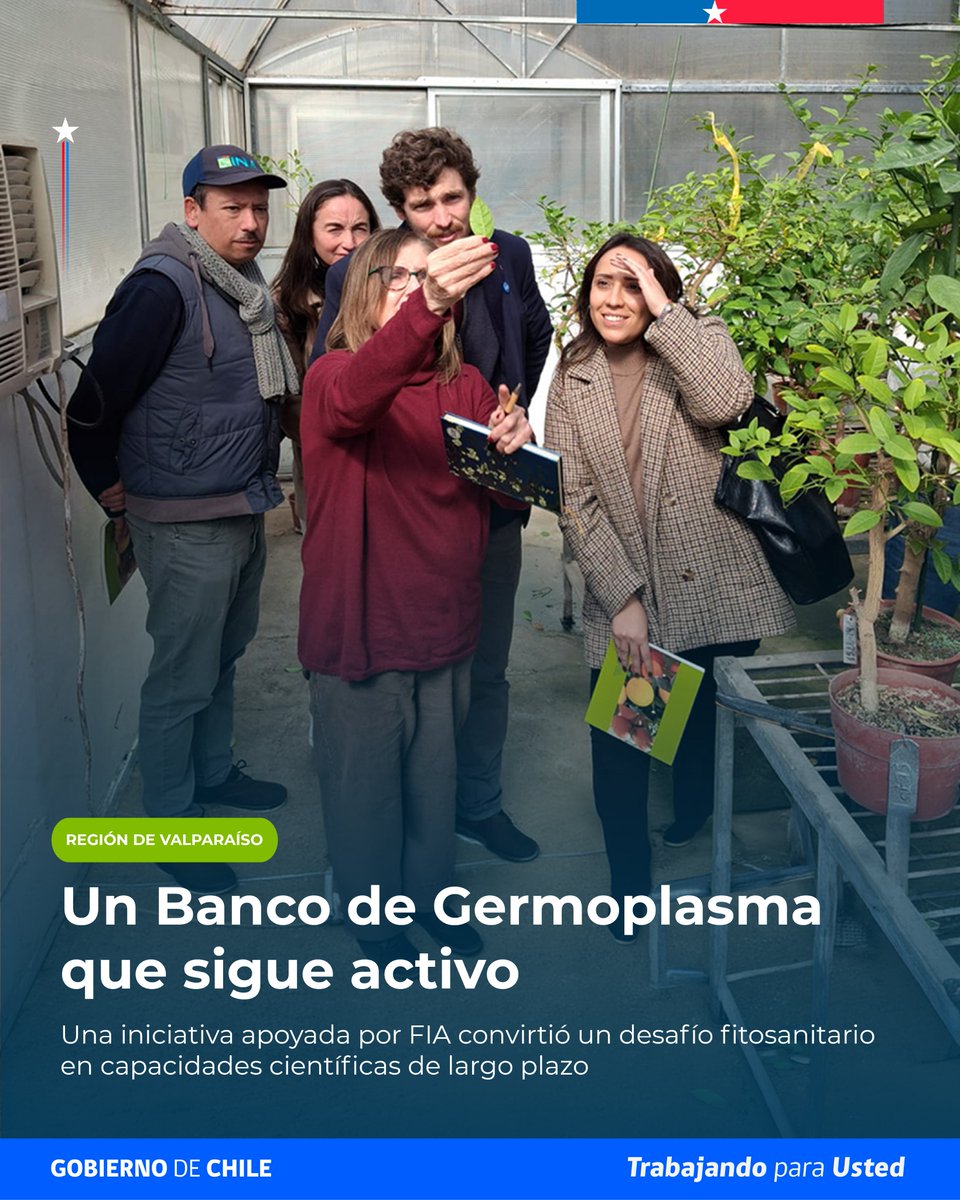 FIA_Chile's tweet photo. 🍊 Un proyecto ejecutado por la PUCV con apoyo de FIA dejó capacidades que siguen activas: un Banco de Germoplasma de Cítricos, protocolos de detección y especialistas formados. Hoy, esa base impulsa nuevas investigaciones para la citricultura. https://t.co/gS48nmRzaX https://t.co/D44NGXWA0y