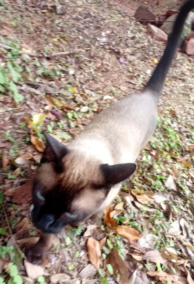 BolitoGato's tweet photo. A vagar se ha dicho 😹😹😹 Que tengan un lindo martes ❤️ https://t.co/rg7IjMRhkt