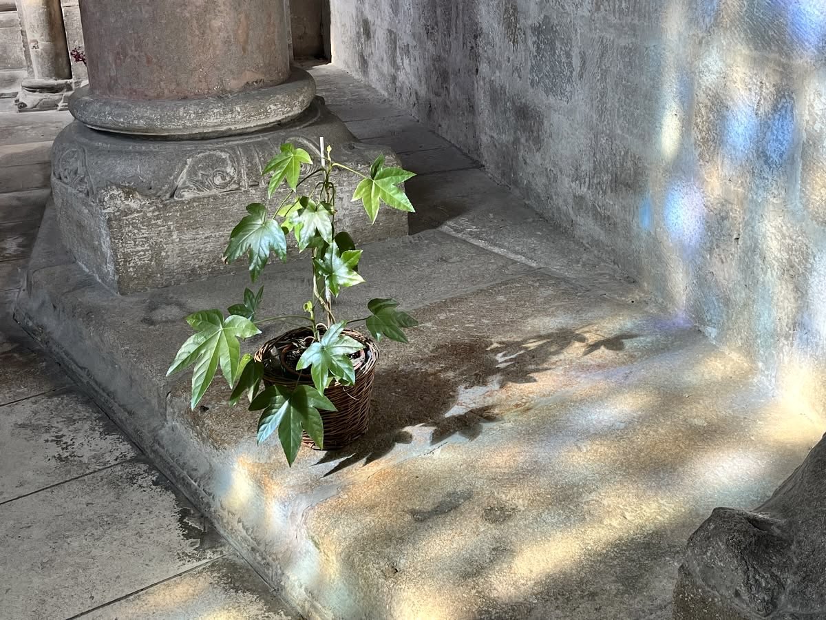 prtygal777's tweet photo. i love going for walks and noticing the beauty in the small details https://t.co/9vfmHjZOmz