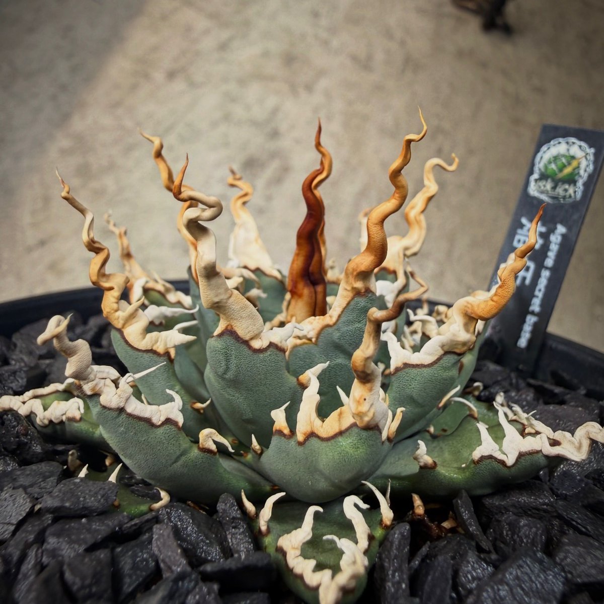 FilomenaFldxdb's tweet photo. Agave Secret Base

Does an expensive plant mean it’s a good one? This plant started as an inexpensive seedling. It’s easy to think “cheap means bad” or “expensive means reliable, ” but you never know until you grow it. Environment, care, and luck https://t.co/XnQsw3R3Zp