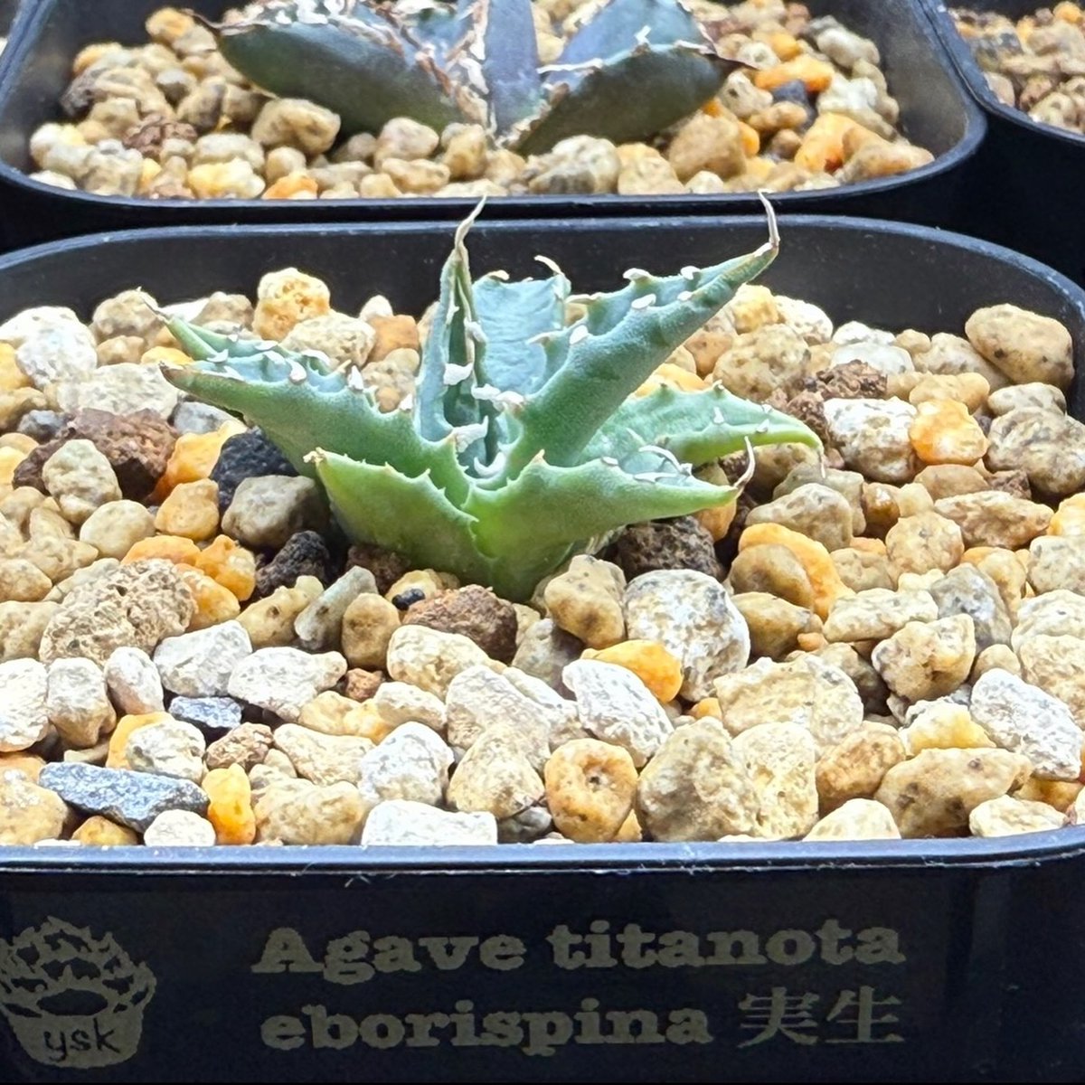 FilomenaFldxdb's tweet photo. Agave Secret Base

Does an expensive plant mean it’s a good one? This plant started as an inexpensive seedling. It’s easy to think “cheap means bad” or “expensive means reliable, ” but you never know until you grow it. Environment, care, and luck https://t.co/XnQsw3R3Zp