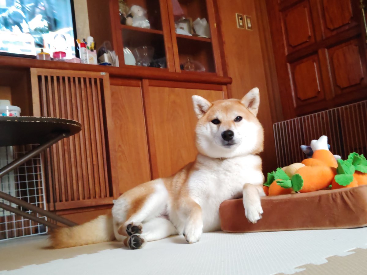 HarukaAkituki's tweet photo. 9月1日
①ガジガジ。ガジガジ。
(急に足元でやり始めたww🤣)
②ここ涼しい。
(サーキュレーター前にて)
③今からお出かけ!?お留守番!?💢 
④帰ってくるの遅かったね💢
 #彩葉の日常

🐶今日はね。ラブお姉ちゃんのうちの子記念日なんだって。23年前に。アタチもラブお姉ちゃんに逢いたかったなぁ〜!! https://t.co/Ldald56qop