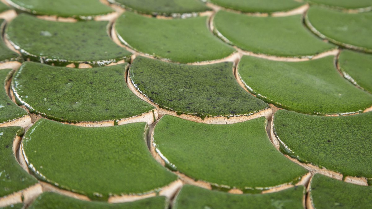 CeramesPL's tweet photo. Odważna zieleń czy tradycyjna biel na kominku? 🌿

Sprawdź, jak ręcznie robione płytki Rybia Łuska w głębokim, mechowym odcieniu zmieniają całą przestrzeń. Efekt spękań (krakle) na żywo robi niesamowite wrażenie!

🔗 https://t.co/MRP8JRxJBd

#design #wnętrza #architektura #remont https://t.co/g4635sLzTh