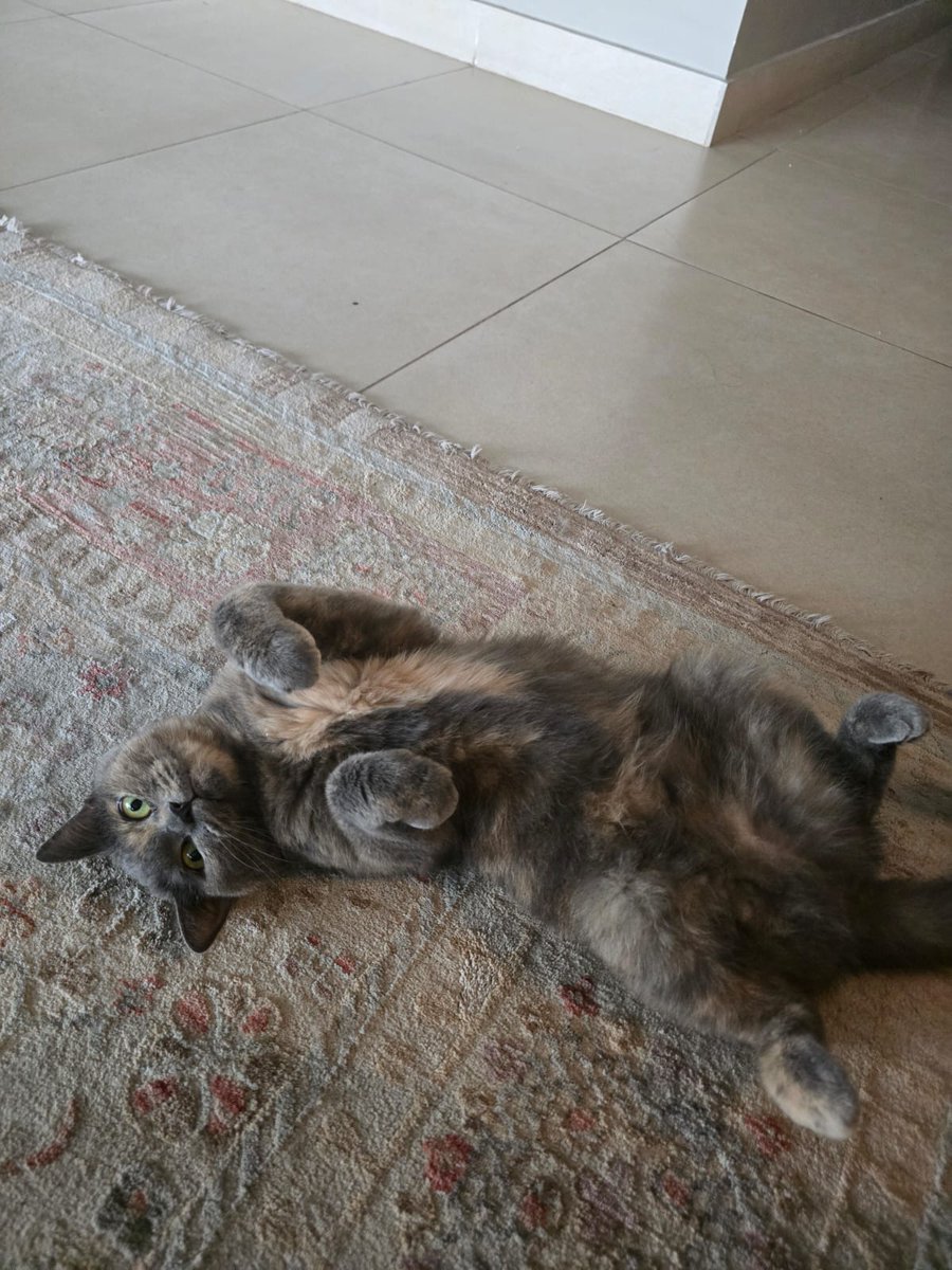 FETCHCATREAL's tweet photo. UNBOTHERED! ALWAYS UNBOTHERED BY THE MARKET! https://t.co/3XPGfrFosu