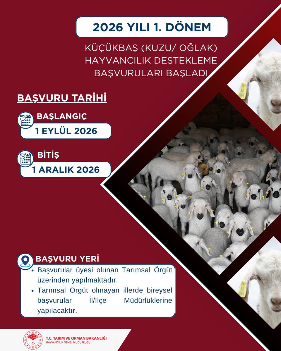 📢 2026 Yılı 1. Dönem Küçükbaş (Kuzu/Oğlak) Hayvancılık Destekleme Başvuruları Başladı!