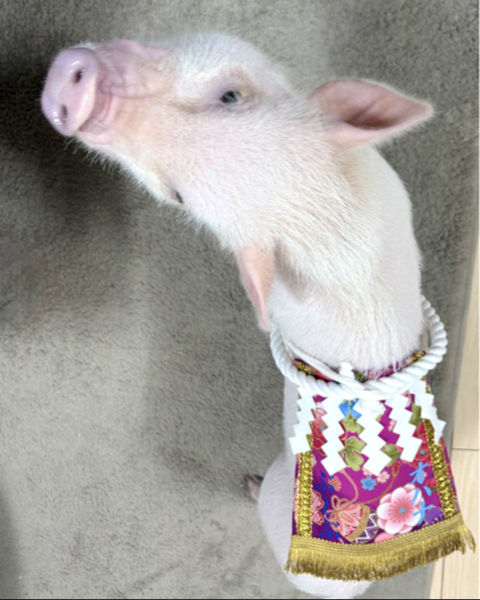 chick_2_picnic's tweet photo. ブログを更新しました。
ワンちゃん化粧まわし《ころり手鞠と桜・紫》をご購入されたお客様から頂いた画像とご感想を掲載しました。

#マイクロブタ のオハナちゃんです。
美容院の看板娘のオハナちゃん、先代ブタの「ぶ〜ぶ」くんのお名前も一緒に名入れしました😊 https://t.co/ABzZ2SgDRm