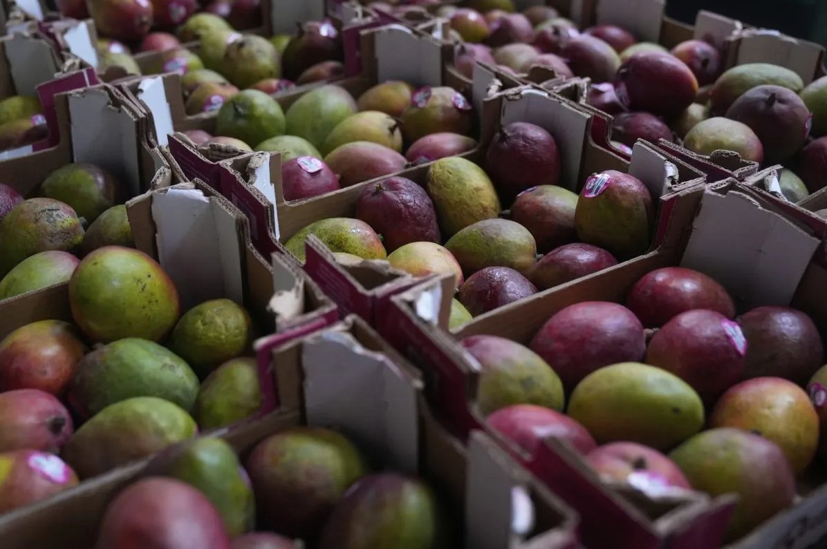 News_8's tweet photo. A New York distributor is recalling mangoes sold in the Northeast due to a possible salmonella contamination. https://t.co/PuN8JPyq3a https://t.co/isfhtDRah1