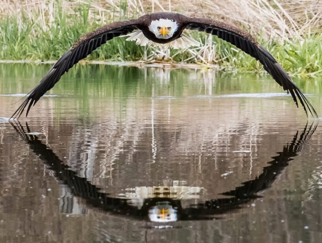 AMAZlNGNATURE's tweet photo. A bald eagle skims the water, creating an almost perfect mirror image

📷: Steve Biro https://t.co/4Ot6jKMM7V