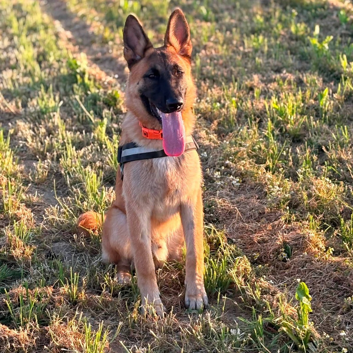 DefneUlas's tweet photo. Des nouvelles d’Eros, adopté récemment : il se porte à merveille, adore le sport et les câlins. Sa nouvelle famille est déjà complètement sous le charme. Merci pour cette belle adoption. https://t.co/C2q0jTFWEz