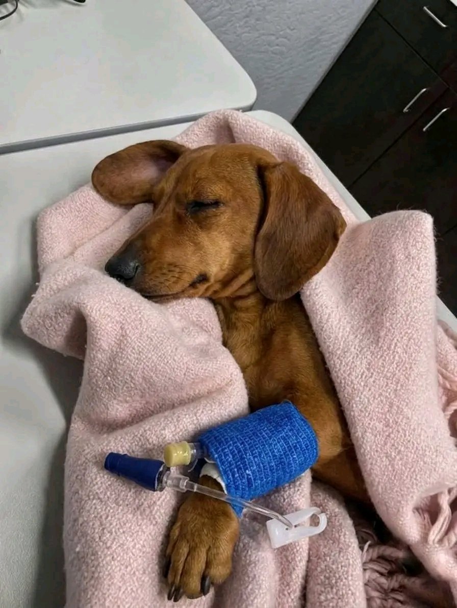 dachshundlclub's tweet photo. My baby died today. She was 12 years old. I miss her so much.😢🙏 https://t.co/y1MCbz4UMf