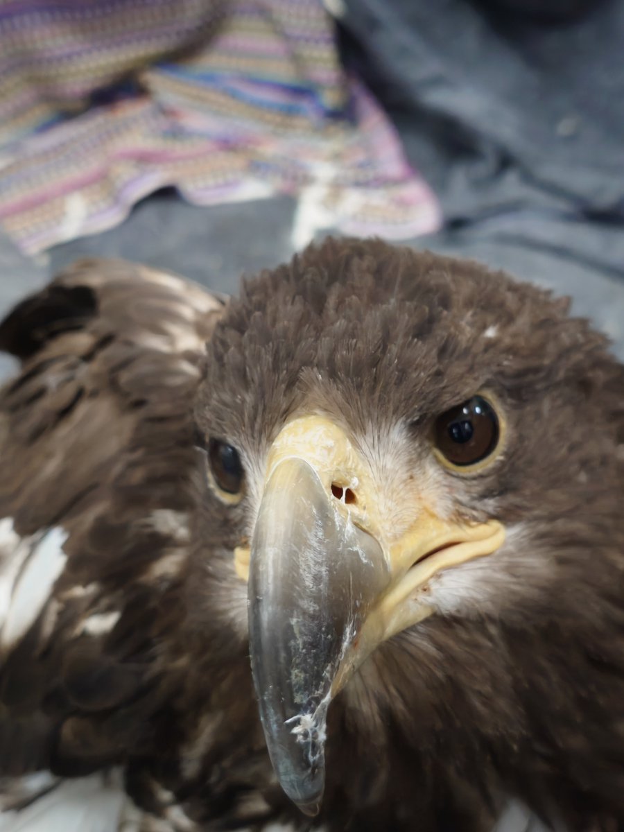 raptor_biomed's tweet photo. 野生復帰が近いオジロワシに送信機を装着している間、事故による後遺症で野生に帰れないオジロワシの“ちとせちゃん”はちょっとソワソワ。
なんだか切ない気持ちになってしまった。。自然界には帰れないけど、できる限り快適な生活を送らせたい！

◎野生に帰れない猛禽類のために｜猛禽類医学研究所マンスリーサポーター募集中
https://t.co/eCL0rGqMrP