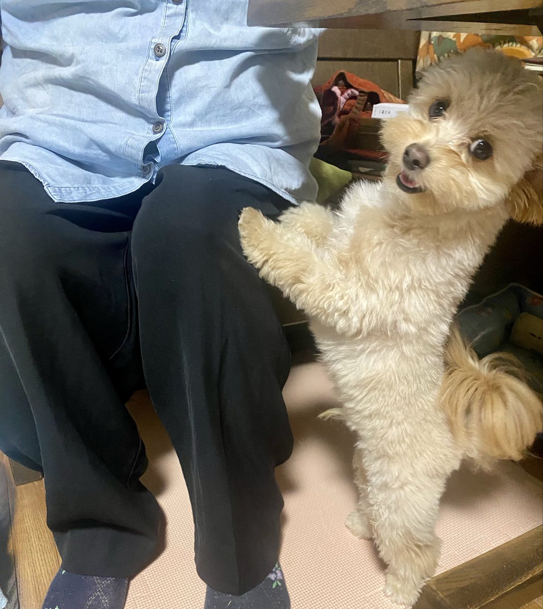 sinpe0313's tweet photo. 母上の菓子パンおこぼれ狙う悪イッヌ https://t.co/hqZvufAln1