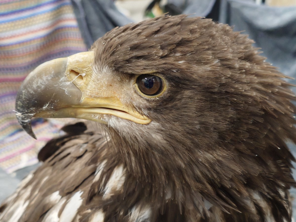 raptor_biomed's tweet photo. 野生復帰が近いオジロワシに送信機を装着している間、事故による後遺症で野生に帰れないオジロワシの“ちとせちゃん”はちょっとソワソワ。
なんだか切ない気持ちになってしまった。。自然界には帰れないけど、できる限り快適な生活を送らせたい！

◎野生に帰れない猛禽類のために｜猛禽類医学研究所マンスリーサポーター募集中
https://t.co/eCL0rGqMrP