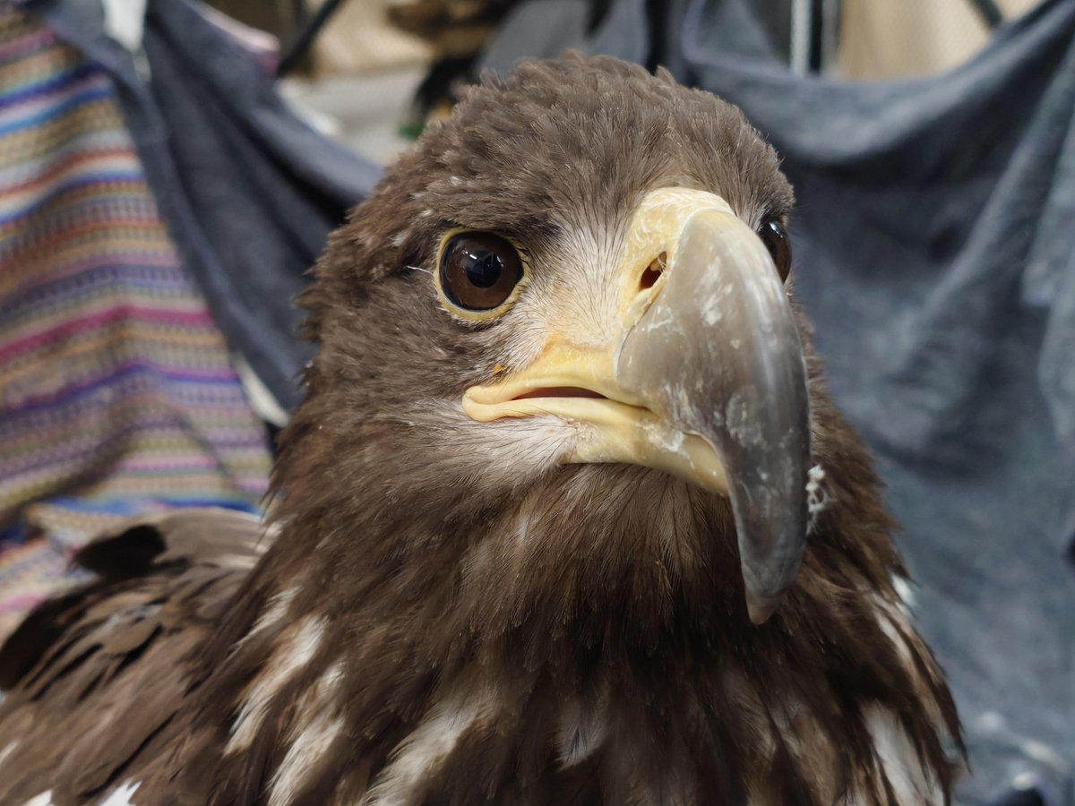 raptor_biomed's tweet photo. 野生復帰が近いオジロワシに送信機を装着している間、事故による後遺症で野生に帰れないオジロワシの“ちとせちゃん”はちょっとソワソワ。
なんだか切ない気持ちになってしまった。。自然界には帰れないけど、できる限り快適な生活を送らせたい！

◎野生に帰れない猛禽類のために｜猛禽類医学研究所マンスリーサポーター募集中
https://t.co/eCL0rGqMrP
