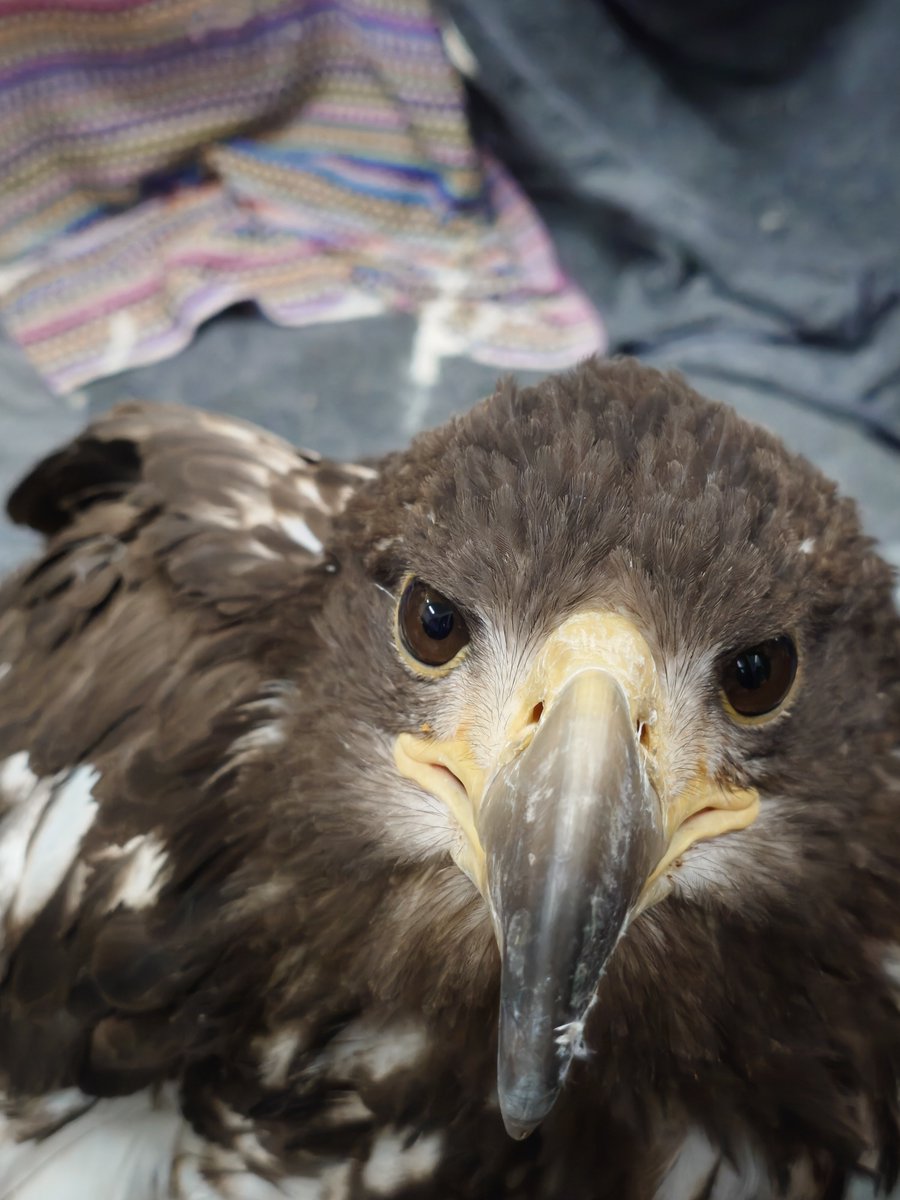 raptor_biomed's tweet photo. 野生復帰が近いオジロワシに送信機を装着している間、事故による後遺症で野生に帰れないオジロワシの“ちとせちゃん”はちょっとソワソワ。
なんだか切ない気持ちになってしまった。。自然界には帰れないけど、できる限り快適な生活を送らせたい！

◎野生に帰れない猛禽類のために｜猛禽類医学研究所マンスリーサポーター募集中
https://t.co/eCL0rGqMrP