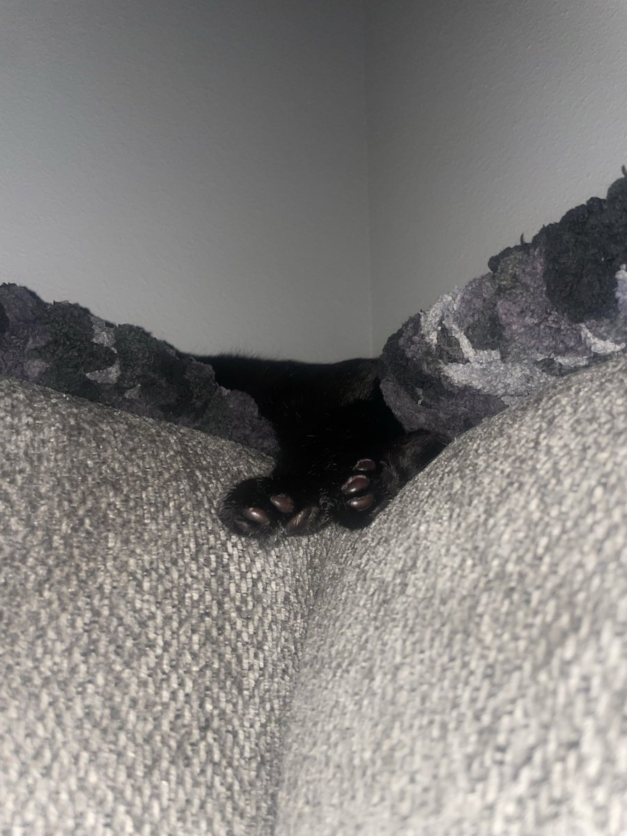 Navi_Pepper's tweet photo. Beans https://t.co/P5X0KYWE1u
