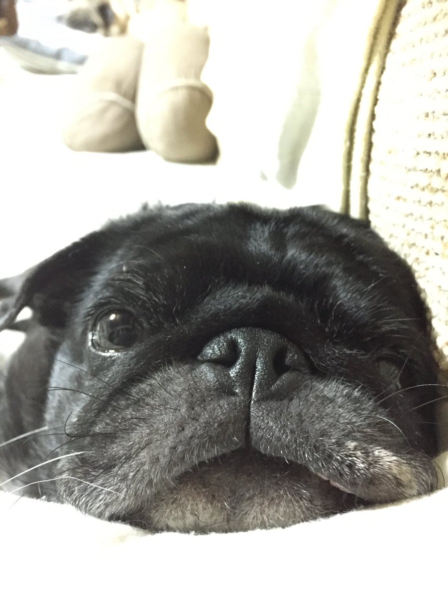 mimi15263496's tweet photo. #PUG #mops #パグ #黒パグ #秘密結社老犬倶楽部

20160901 https://t.co/HvQoAymsxb