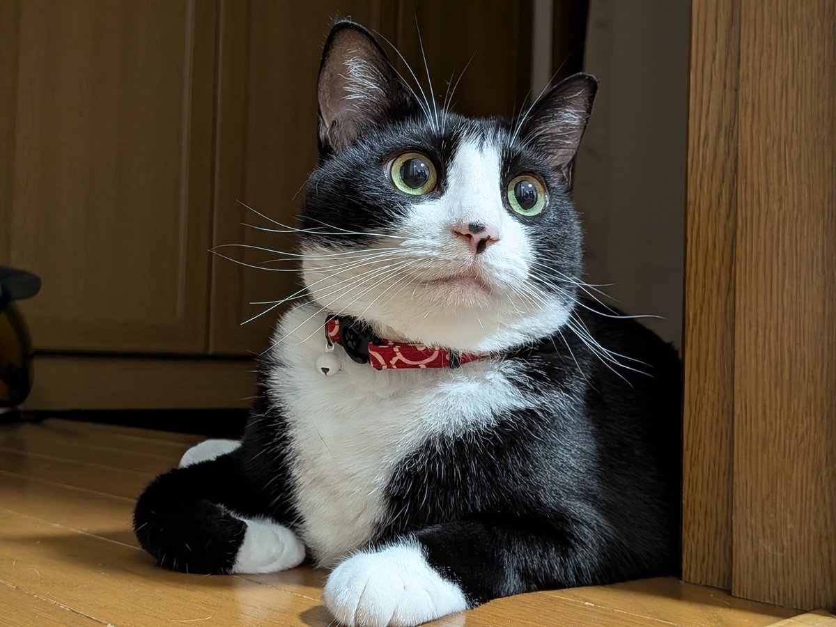 benikoWneo's tweet photo. 今日はどんな１日だった？
私と猫達は いつもと変わらず特別な事も無い、そんな平凡で幸せな１日だったよ😊
おやすみなさい
#猫のいる暮らし https://t.co/90xT5naonm