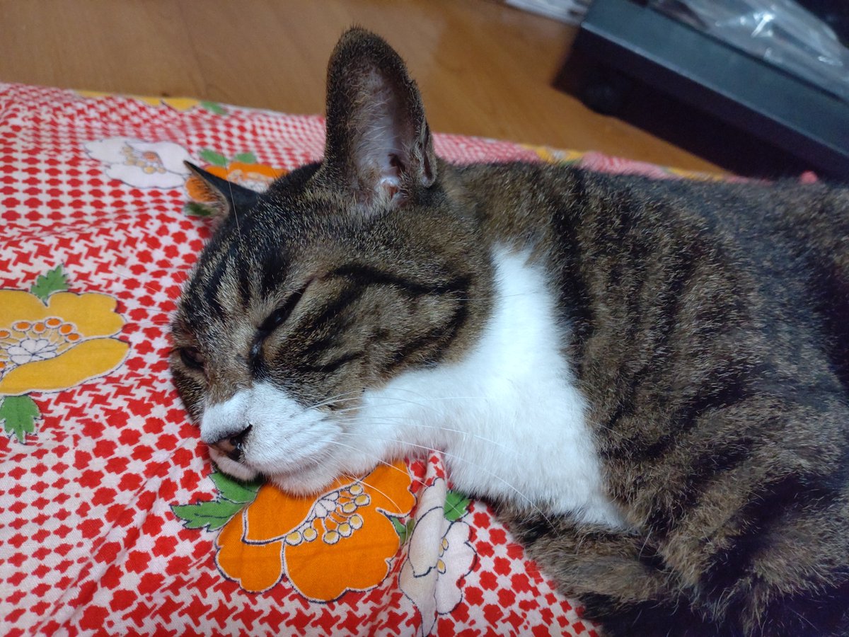 myasiro888's tweet photo. 皆さま、おやすみなさい😺 https://t.co/o1WuA3ptU5