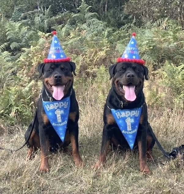 DC_PoliceDogs's tweet photo. Happy first birthday to TPD Reggie and TPD Ronnie. https://t.co/RycXzjJa94