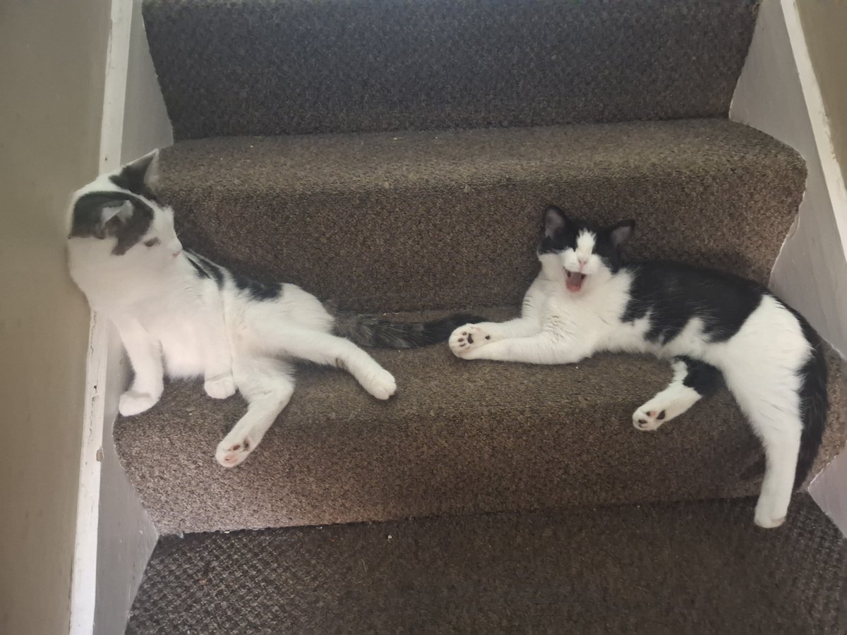 GardenVisitors's tweet photo. @BitcoinIntelX I've just rescued two beautiful kittens and would love a donation of £100 towards the cost of getting them neutered and vaccinated.  Thank you. https://t.co/qhPWTh2xDI