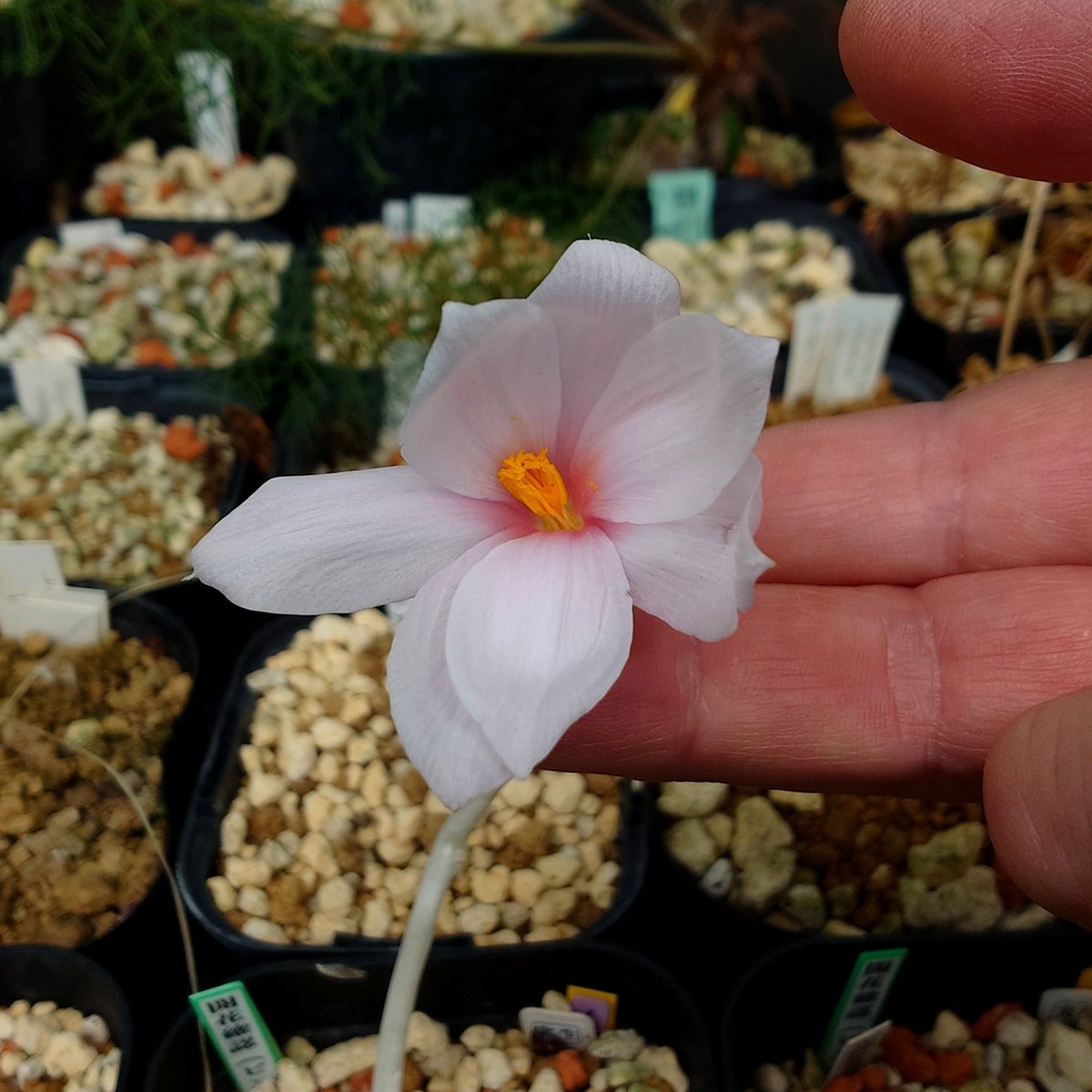 Plantsman_jp's tweet photo. #Gethyllis sp.
期待してた以上にピンクだった。
見事に開花がシンクロしたので、花筒が硬くて自立する花と、濃桃色花を相互に授粉。淡色多弁花には濃色花の花粉。
花に芳香は無し。
#ゲチリス
7月7日に撮影して、ずっと載せるの忘れてた😅 https://t.co/JFa48iU957