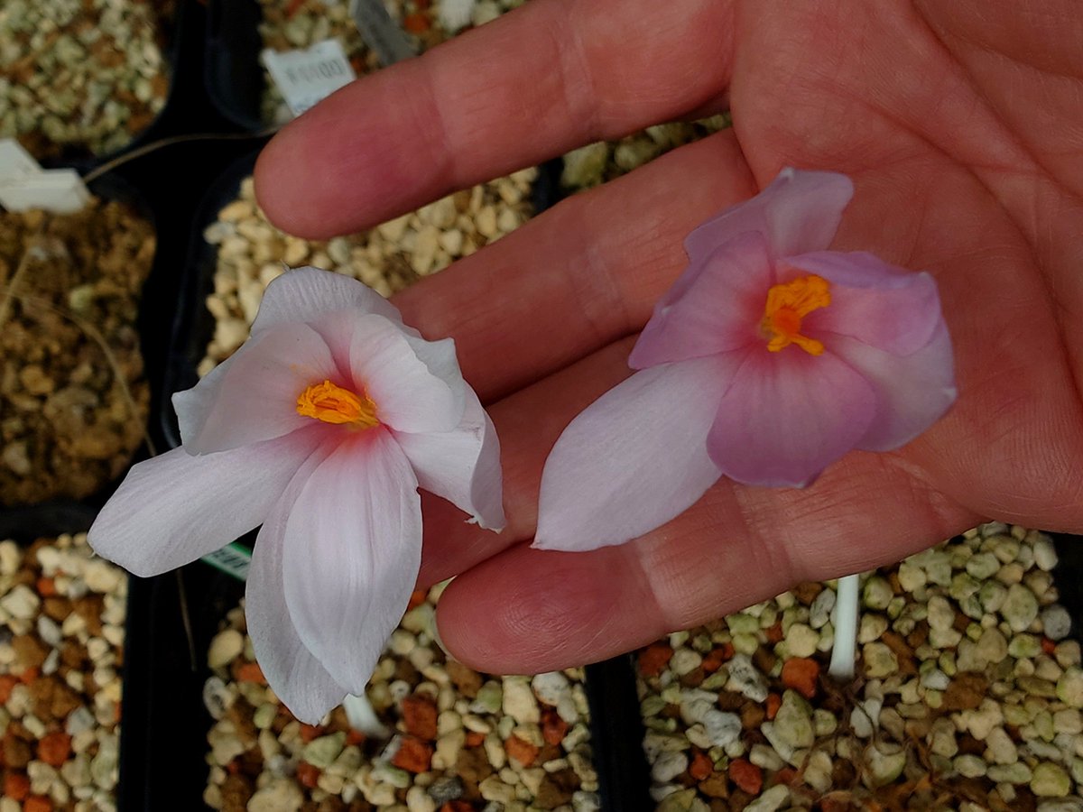 Plantsman_jp's tweet photo. #Gethyllis sp.
期待してた以上にピンクだった。
見事に開花がシンクロしたので、花筒が硬くて自立する花と、濃桃色花を相互に授粉。淡色多弁花には濃色花の花粉。
花に芳香は無し。
#ゲチリス
7月7日に撮影して、ずっと載せるの忘れてた😅 https://t.co/JFa48iU957