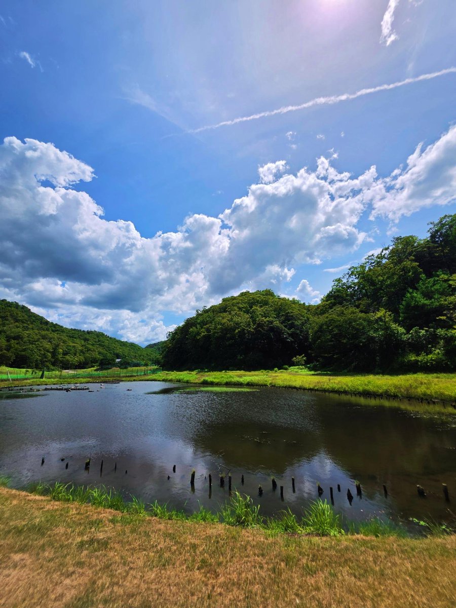 30years3ounce's tweet photo. 楽しい楽しい楽しい夏の豊岡市の旅の思い出。
コウノトリの郷公園
メッチャ良かったですねー！
コウノトリも観れたし場所自体もすごく良い所でした！
ガイドによる詳しいコウノトリの生態の解説や資料などもあります！
[兵庫県豊岡市]
               https://t.co/35kpKhPpiZ https://t.co/HR5xab0IGG