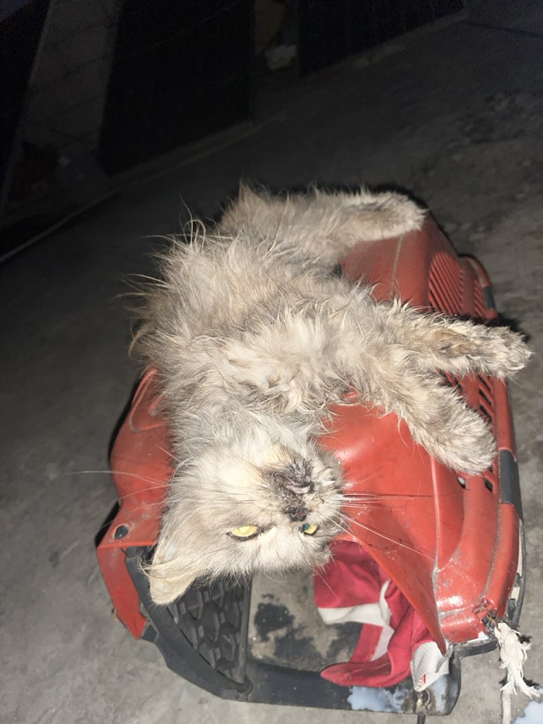 Sharif30Jamal's tweet photo. Please don’t ignore Lulu. 💔🐾 She is very sick and urgently needs treatment, vitamins, and food. We are still $112 short. Even a few dollars would mean so much to us right now. 🙏😭 https://t.co/hw2mxbpRkt https://t.co/RDOPCRTeBo