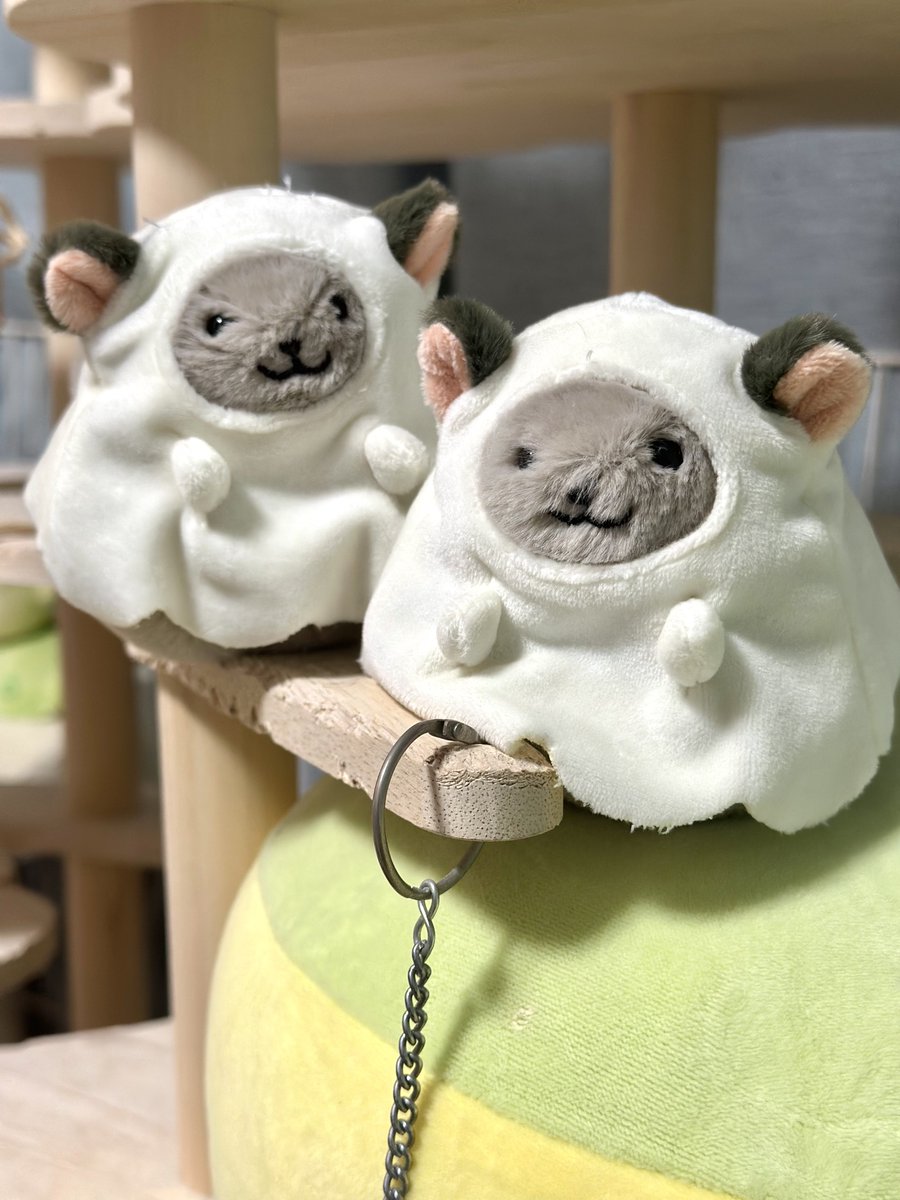 raiki_angels's tweet photo. 🐭カルディチラちゃんのいたずらっぽいお顔❤手ざわり最高〜❤ https://t.co/w3U63RQcHm