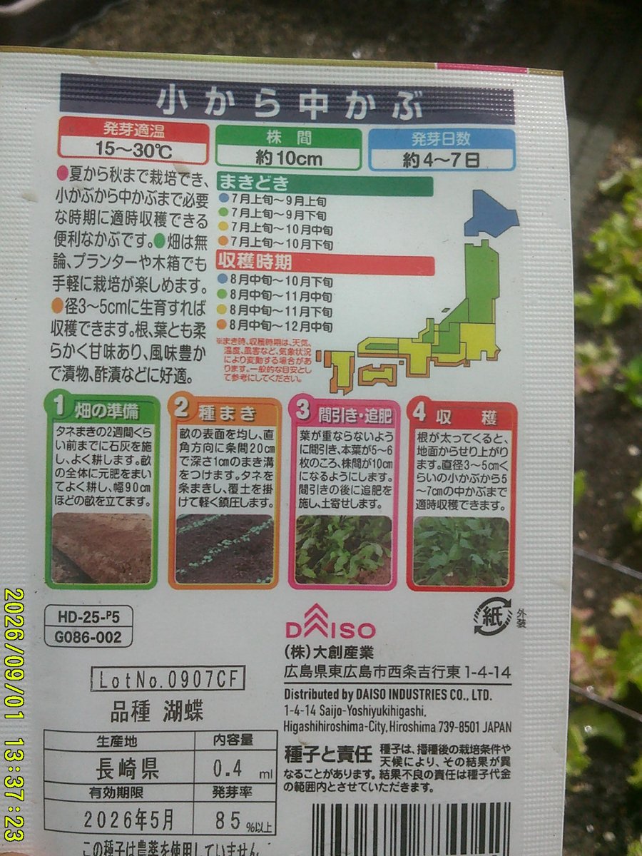 usa7zz's tweet photo. 9/1、お気に入りのダイソー小から中かぶをほうれん草の隣に1列蒔いてもみ殻を被せました。隣にもう1列何か蒔けそうなので、温海蕪か小さめの大根を蒔きたいと思っています。#家庭菜園 #小かぶ #ダイソー種 https://t.co/vr49xfNNAU