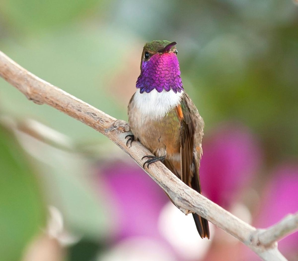 Lester_Farrand's tweet photo. Discover Freeport, Bahamas: beyond the beaches, Grand Bahama is a paradise for nature lovers. From hummingbirds to parrots, every walk offers a new wildlife surprise. Birdwatching or beach relaxing: which would you choose? https://t.co/CQLagcy7Fb
