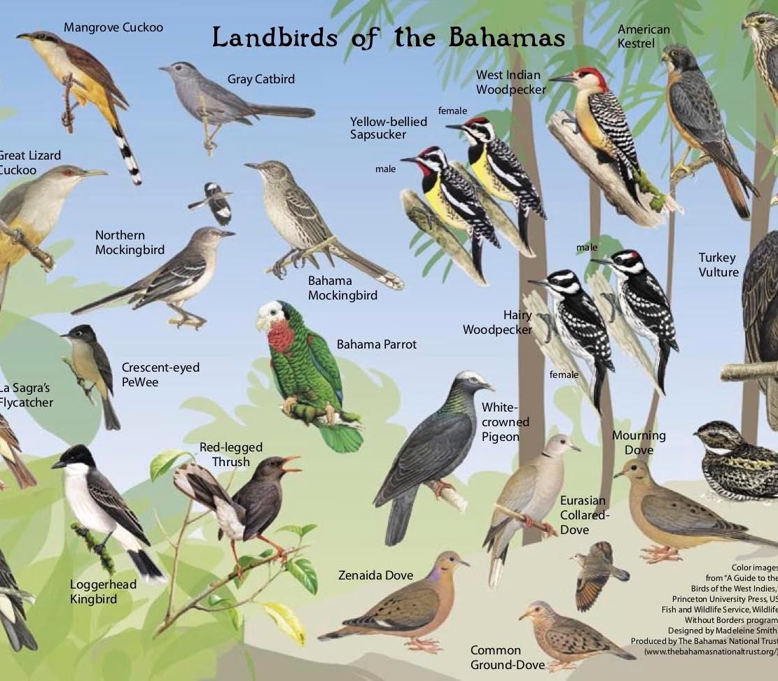 Lester_Farrand's tweet photo. Discover Freeport, Bahamas: beyond the beaches, Grand Bahama is a paradise for nature lovers. From hummingbirds to parrots, every walk offers a new wildlife surprise. Birdwatching or beach relaxing: which would you choose? https://t.co/CQLagcy7Fb
