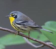 Lester_Farrand's tweet photo. Discover Freeport, Bahamas: beyond the beaches, Grand Bahama is a paradise for nature lovers. From hummingbirds to parrots, every walk offers a new wildlife surprise. Birdwatching or beach relaxing: which would you choose? https://t.co/CQLagcy7Fb