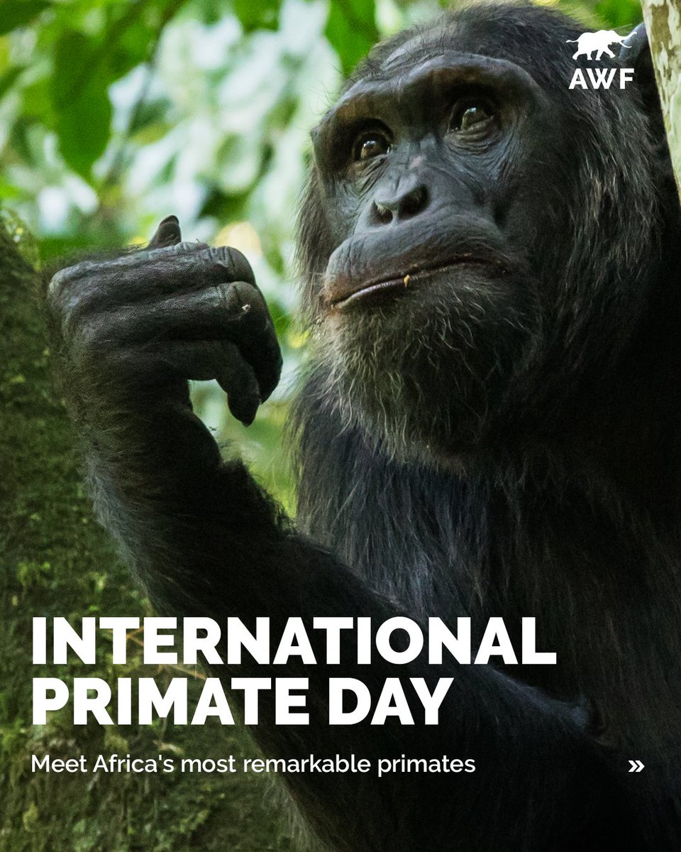 AWF_Official's tweet photo. 1/6 — International Primate Day

What can a primate teach us about the health of an entire landscape?

This #InternationalPrimateDay, meet some of Africa’s remarkable primates—and the forests, communities and economies connected to their survival. 

A thread 🧵 https://t.co/Q59v4w00Me