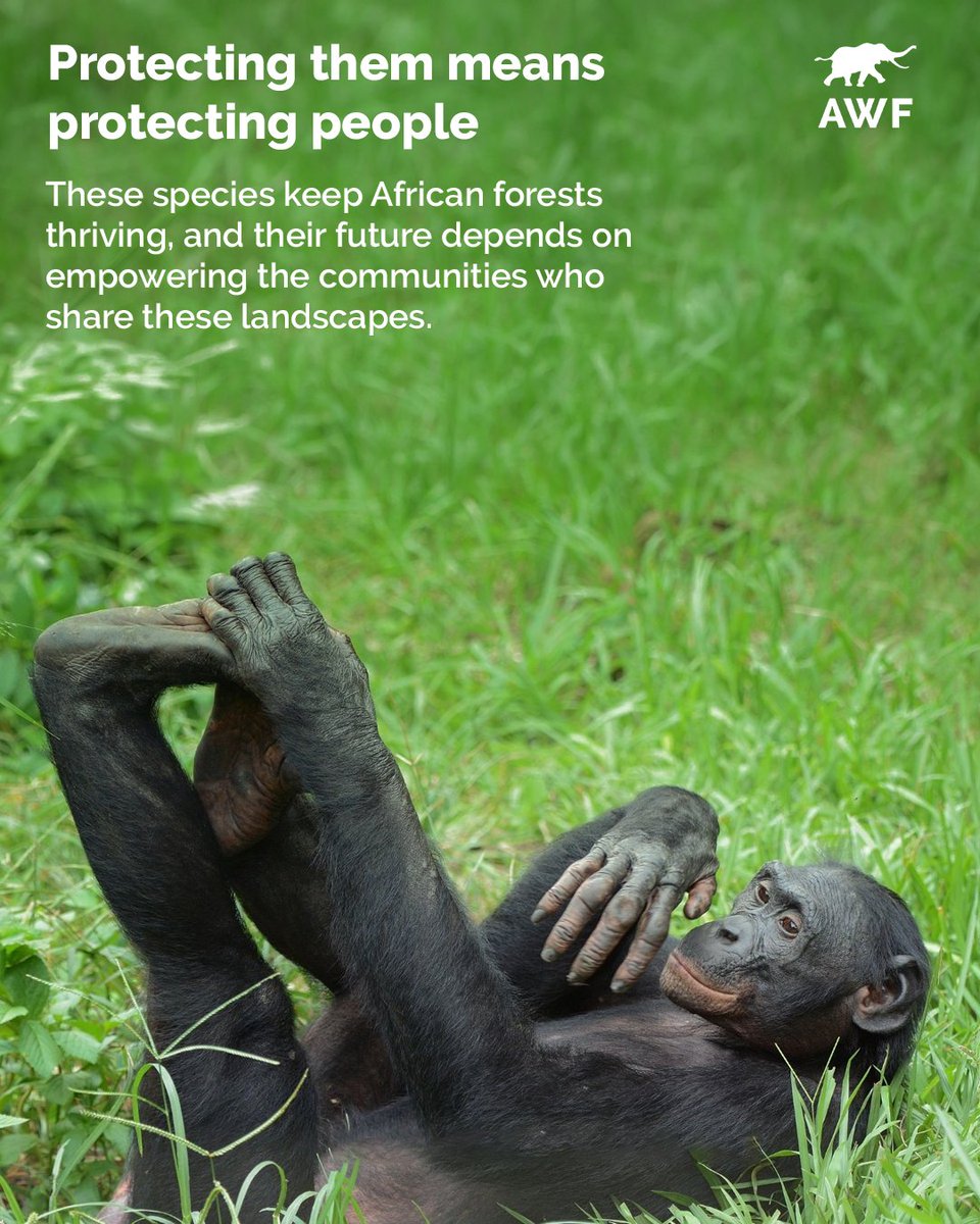 AWF_Official's tweet photo. 6/6 — Closing poster

Protecting primates means protecting much more than primates.

It means safeguarding forests, strengthening ecological corridors, and ensuring communities can benefit from the landscapes they help conserve.

That is how we build resilient ecosystems where people and wildlife can thrive together. #InternationalPrimateDay #AfricanWildlifeFoundation