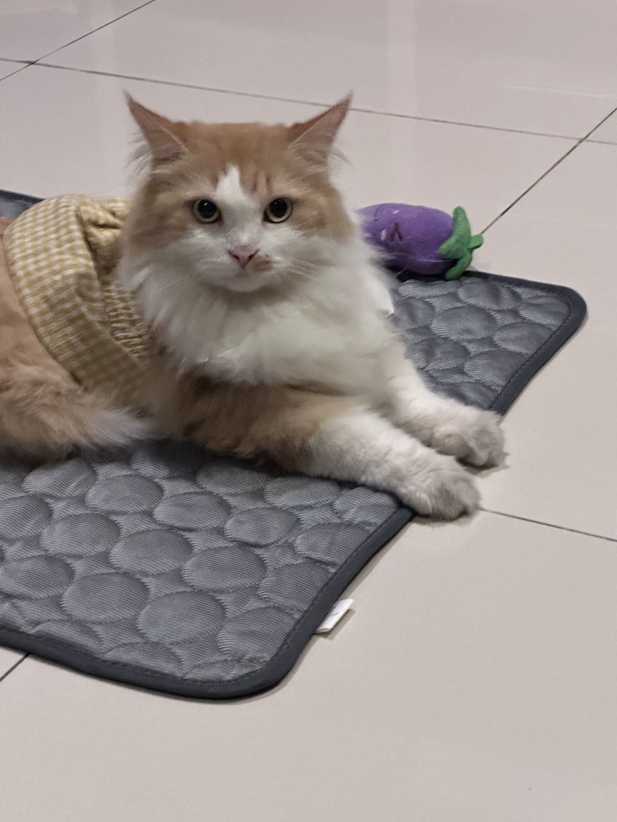 pentolkuriya's tweet photo. Digelarin mainan biar pada main sendiri krn gw lg encok, baru tenang sebentar udh dipanggilin mulu sm boni suruh nungguin main😔😔 harus gmn boni ak nggak ngerti mainan kucing😭 https://t.co/D7xBvljDpP