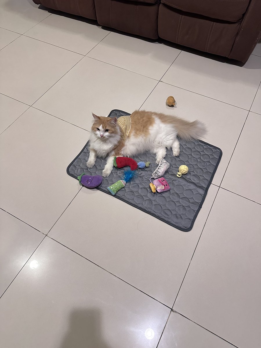 pentolkuriya's tweet photo. Digelarin mainan biar pada main sendiri krn gw lg encok, baru tenang sebentar udh dipanggilin mulu sm boni suruh nungguin main😔😔 harus gmn boni ak nggak ngerti mainan kucing😭 https://t.co/D7xBvljDpP